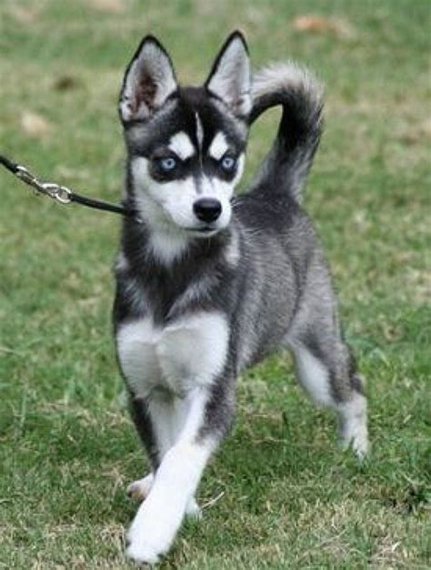 Miniature Husky | Miniature husky, Alaskan klee kai, Alaskan klee kai puppy