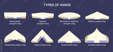 Airplane wings and positions vector illustration. Some important wing ...