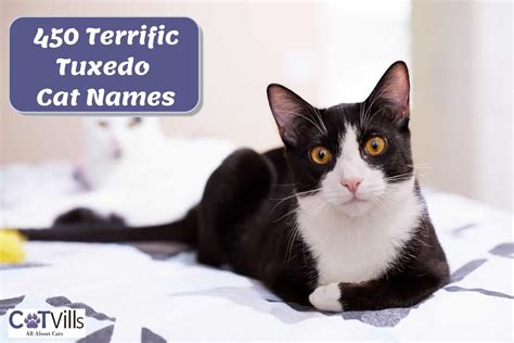 450 Unique And Trending Tuxedo Cat Names For Male & Female