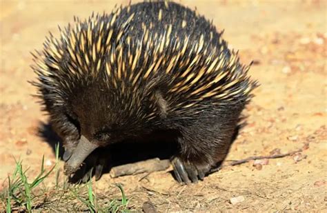 Echidna - Description, Habitat, Image, Diet, and Interesting Facts