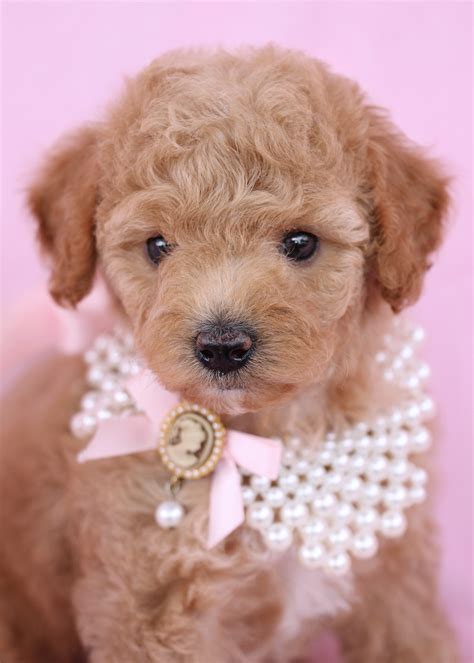 Cute Toy Poodle Puppies in Davie Florida | Teacups, Puppies & Boutique