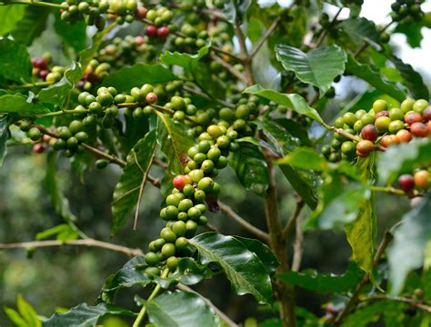 Kona Coffee Farms Face Big Challenges | Kona Earth Coffee