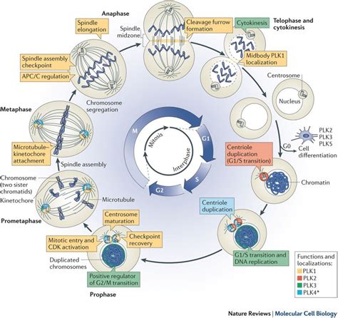 Mitosis Cell Cycle Biology Notes - Riset