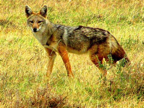 African Golden Wolf: Scientists Discover ‘New’ Canid Species | Biology ...