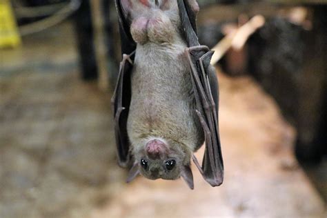 Free photo: Fruit Bat, Bat, Fruit, Flying - Free Image on Pixabay - 1582189