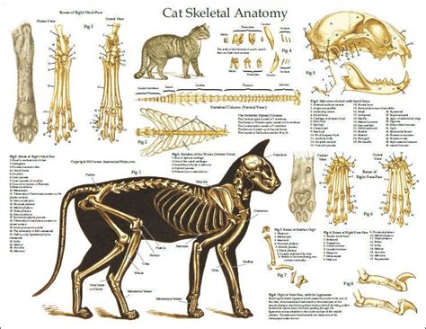 cats anatomy ref | Feline anatomy, Cat anatomy, Cat skeleton