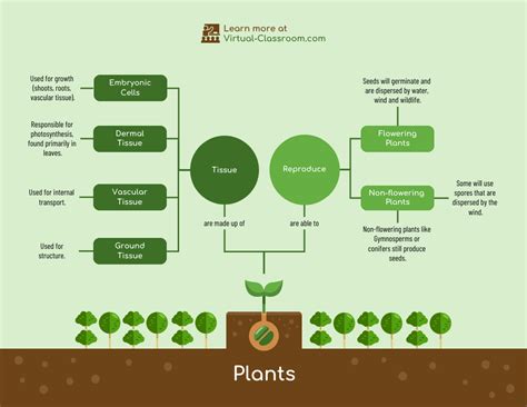 Plants Biology Concept Map Template - Venngage