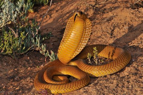 Cape Cobra Facts and New Pictures-Images | The Wildlife