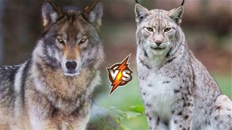 Wolf VS Lynx. Which of the Predators is Stronger? - YouTube