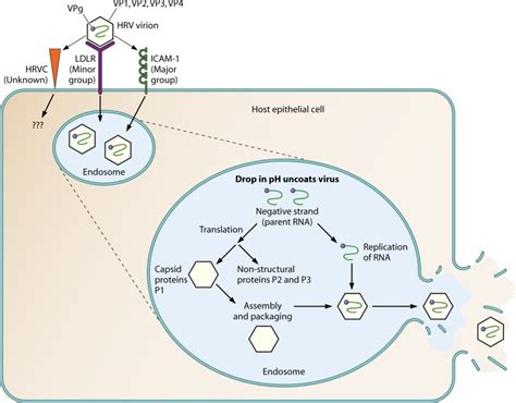 Rhinovirus Antigens - Creative Diagnostics