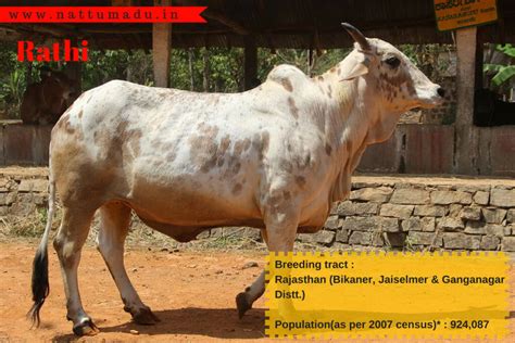 List of Bos Indicus Breeds - (Zebu Breed) - Native Breed.org