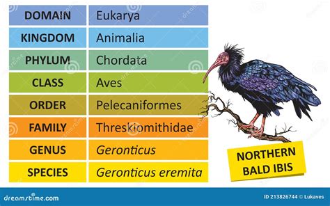 Taxonomic Ranks-wolf Vector Illustration | CartoonDealer.com #213371316