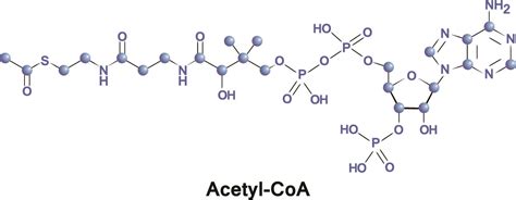 Acetyl-CoA - The Definitive Guide | Biology Dictionary