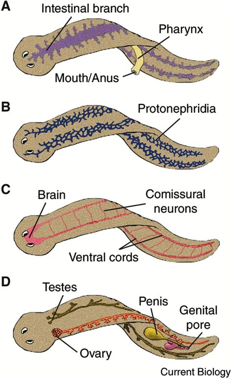 Planarians: Current Biology