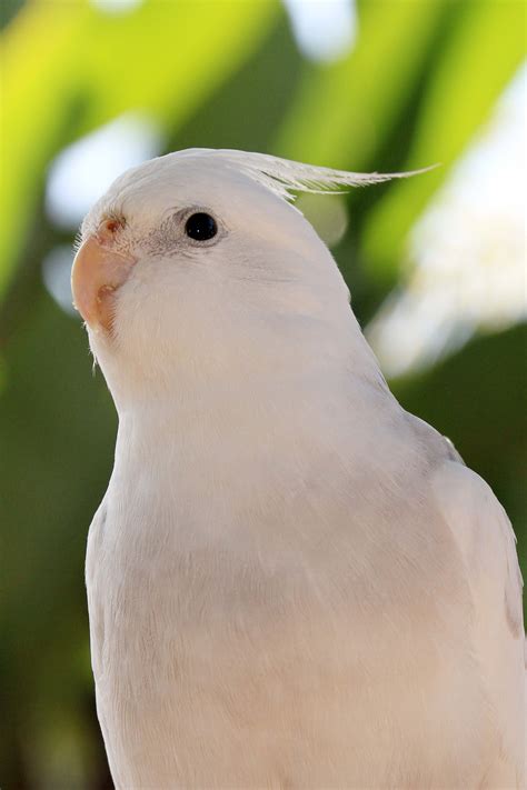 Adopt A Companion Bird | Free Flight Exotic Bird Sanctuary