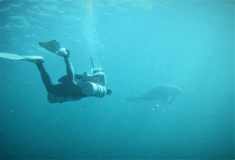 Dugong habitat in the Komodo National Park - Azul Unlimited