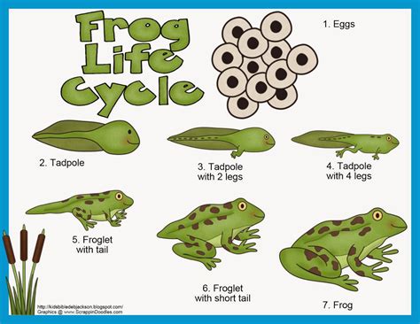 Life Cycle Of A Frog For Kids Free Printable