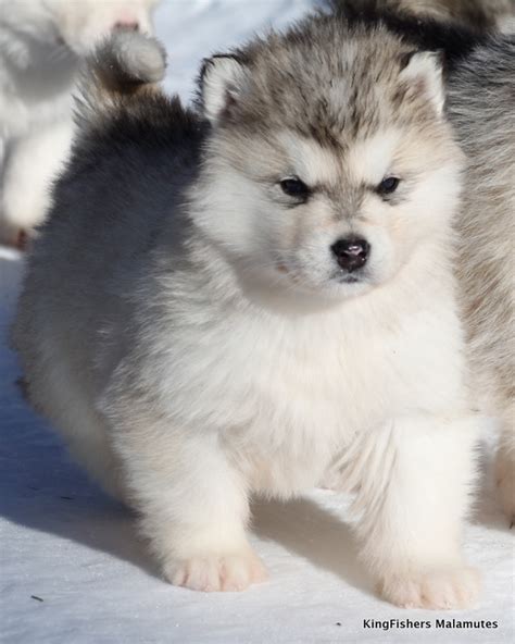 Alaskan Malamute Reviews and Pictures: Cute Alaskan Malamute Puppies ...