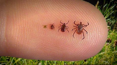 Get Rid Of Chiggers In Home And Lawn: Prevention And Bite Treatment