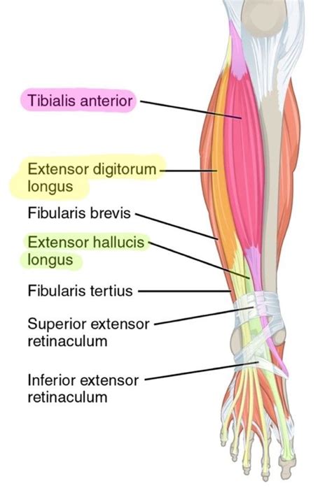 6. Muscles of the Lower Leg - SimpleMed - Learning Medicine, Simplified