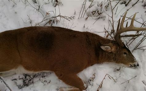 Winter Weather Whitetail Strategies | Whitetail Habitat Solutions