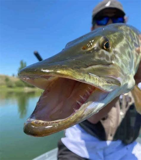 Muskie Teeth (Lots of Toothy Facts and Pictures) | Strike and Catch