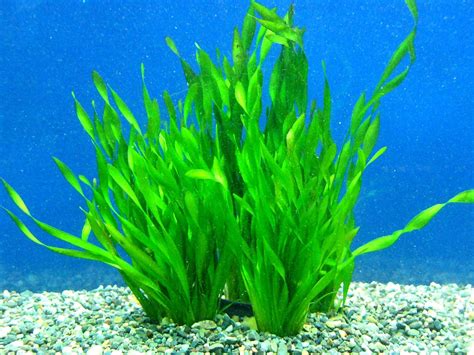 Vallisneria asiatica | Underwater amazingness | Pinterest | Aquatic ...