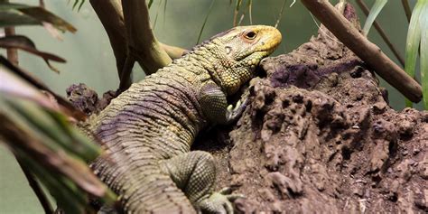 Caiman lizard | Smithsonian's National Zoo and Conservation Biology ...