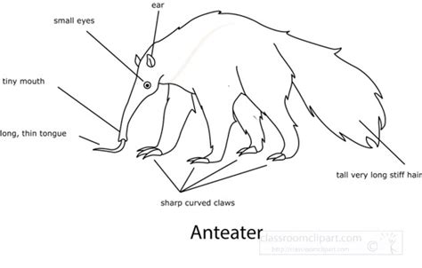 Anteater Tongue Anatomy