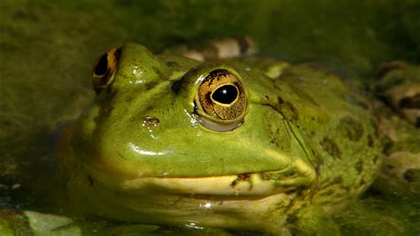 BBC Two - Wonders of Nature, Frogs - Diversity, Frogs in their habitat ...