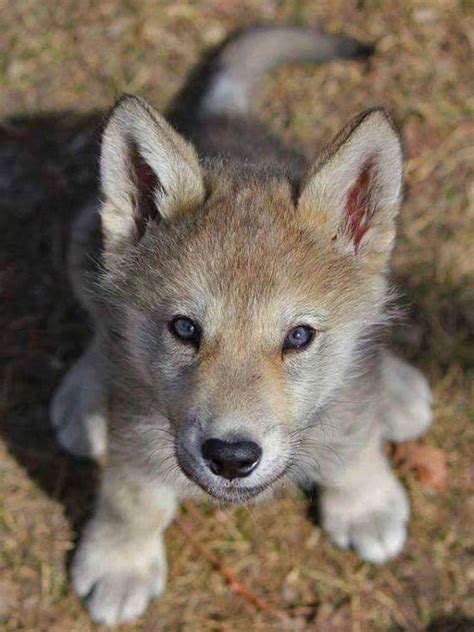 Cute Little Wolf Cub : r/hardcoreaww