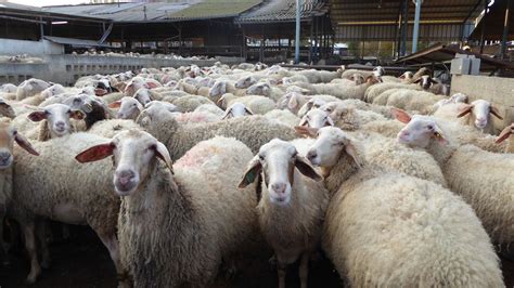 Sheep farming in Israel is some of the most productive in the world