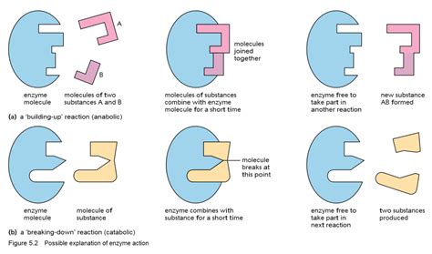 5.1. Enzymes | Biology Notes for IGCSE 2014 & 2024