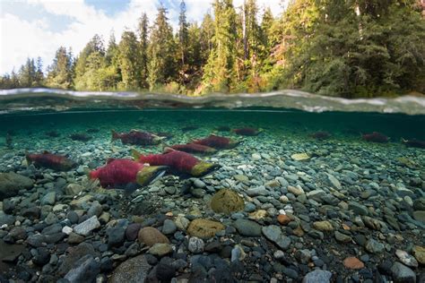 Salmon Migration Image | National Geographic Your Shot Photo of the Day