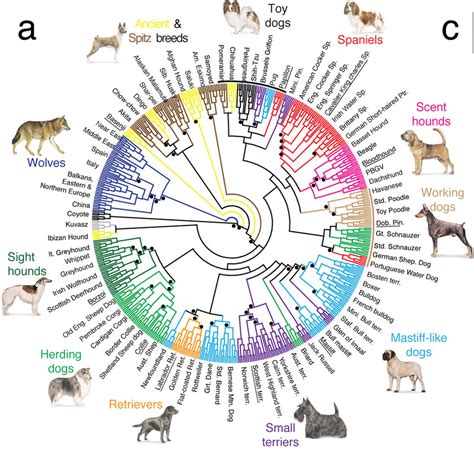 Wolf To Dog - Domestication of the Dog