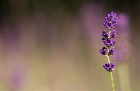 Lavender Flower Wallpapers HD | PixelsTalk.Net