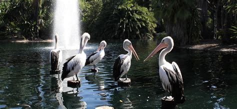 Australian Pelican | Perth Zoo