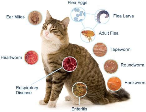 Diseases of Cats - Grade 5 Exhibition