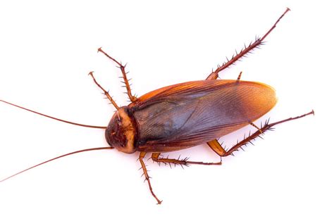 How To Identify Different Roach Species | Evans Pest Control ...