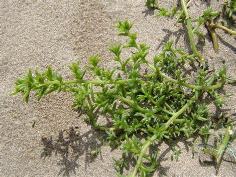 Plants of the Gobi Desert