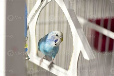 A budgie. A blue budgie sits in a cage. Poultry. 26536304 Stock Photo ...