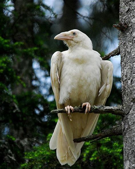 pet crow habitat - Google Search | Albino animals, Animals wild, Pet birds