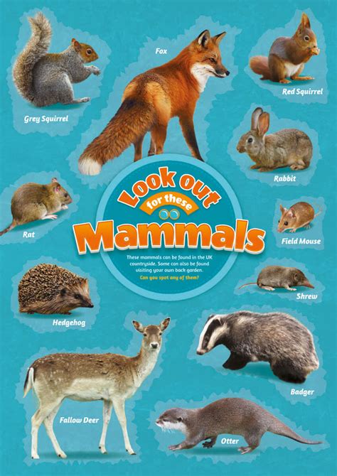 Mammals Identification Poster - Perfect School Nature Areas & Gardens