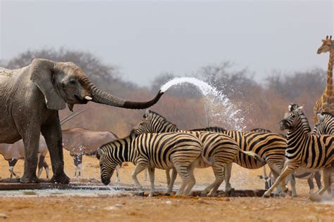 ETOSHA NATIONAL PARK - African Travels - Namibia