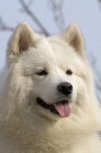 The Alaskan Malamute Temperament is Not for the Fainthearted