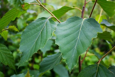 Paper Birch - Ontario Native Plant Nursery | Container Grown | (705)466 ...