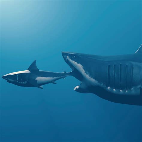 Megalodon Shark Vs Great White Shark Jaws