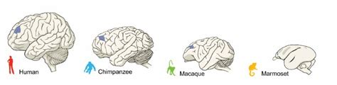 Study shows differences between brains of primates - humans, apes and ...