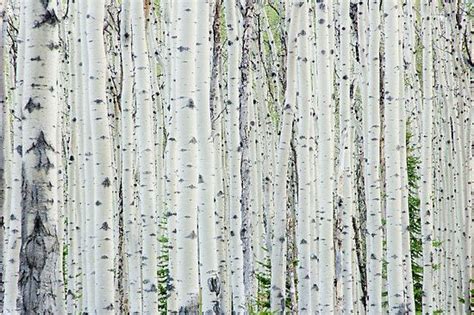 1000+ images about Birch Tree Magic on Pinterest | Maple leaves ...