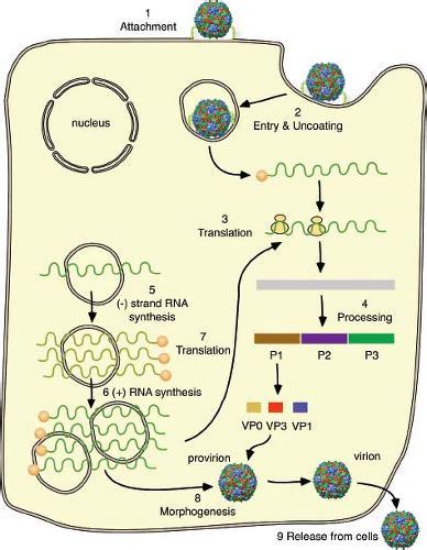 Picornaviridae: The Viruses and their Replication | Basicmedical Key